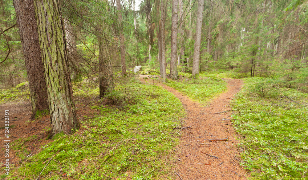 A single alpine path splits in two different directions. It's an autumnal cloudy day A single alpine path splits in two different directions. It's an autumnal cloudy day