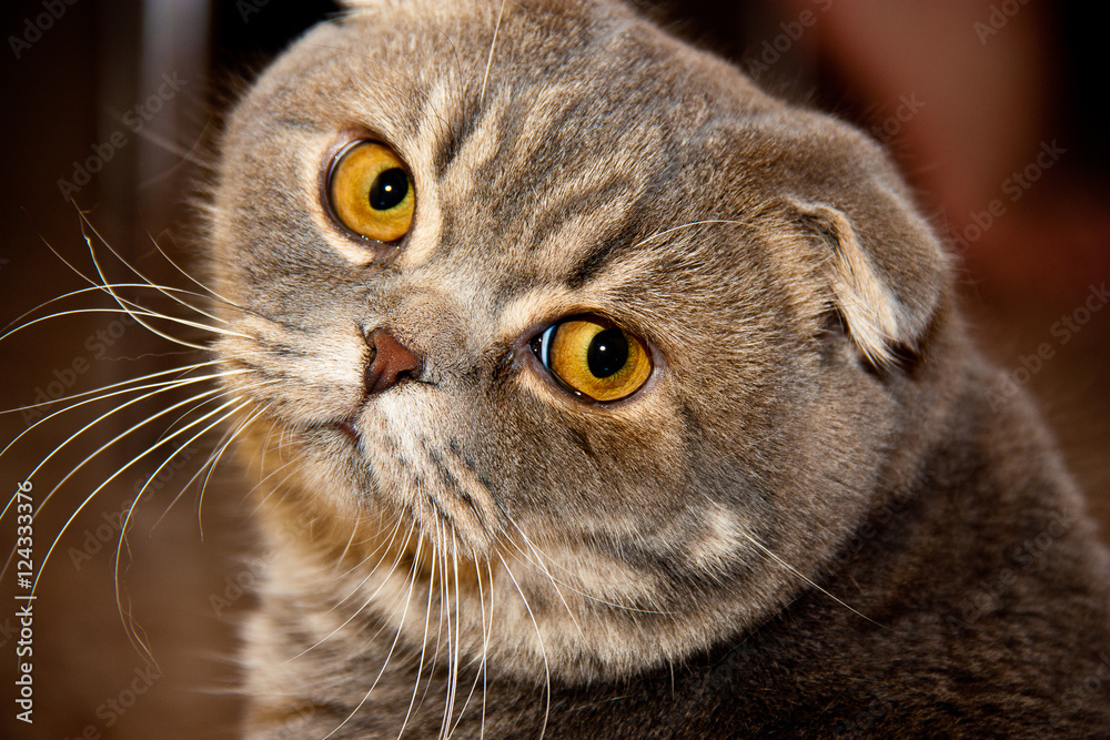 Британский вислоухий кот фотография Stock | Adobe Stock