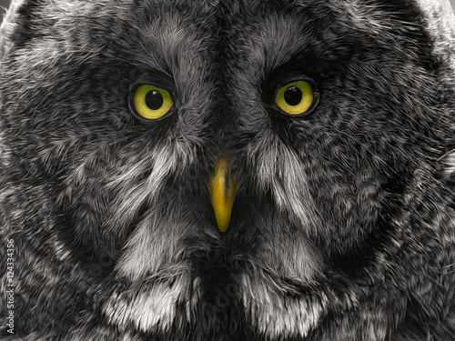 Close-up of a Great Grey Owl
