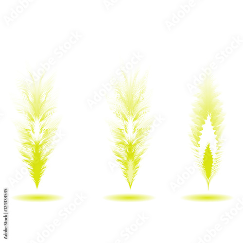 Set of different feathers of birds. Feathers like brushes. Unique brushes.