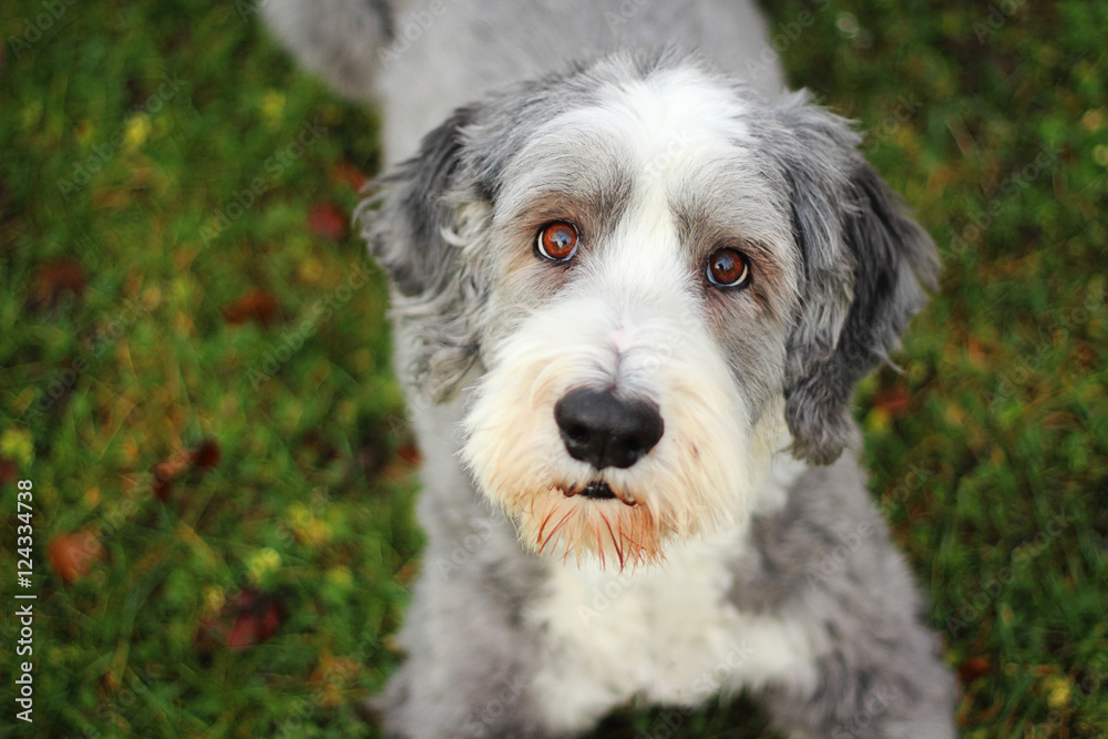 Bearded collie