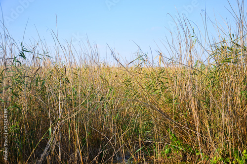 Dry reed on a bank of the lake on autumn