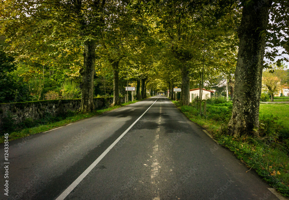 Tree-lined French Road