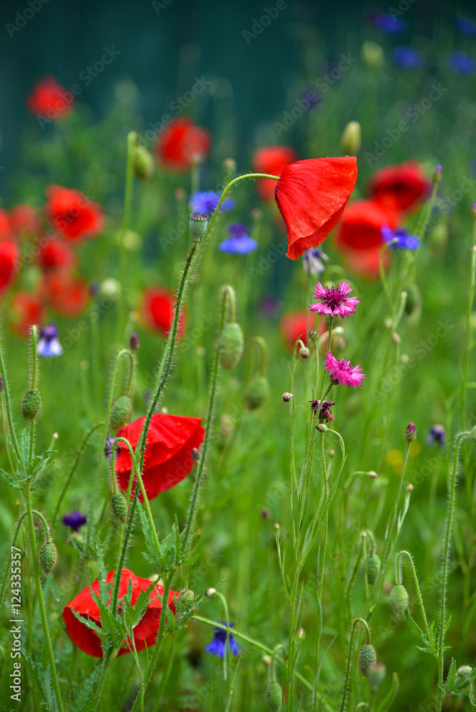 Fototapeta premium Red poppies flowers and wild flowers in nature.