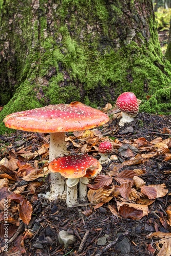 a red mushroom