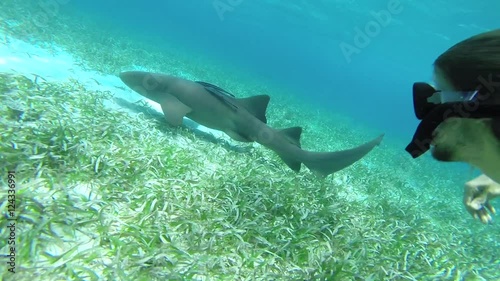 Wallpaper Mural Snorkel in the Caribbean, a snorkeler swims along sided races against a large nurse shark and her young. Torontodigital.ca