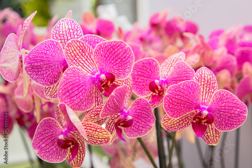 Fototapeta Naklejka Na Ścianę i Meble -  Orchid flowers (Orchidáceae). Pink Orchid.