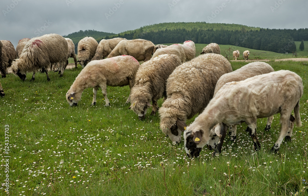 Obraz premium Sheep grazing on a meadow