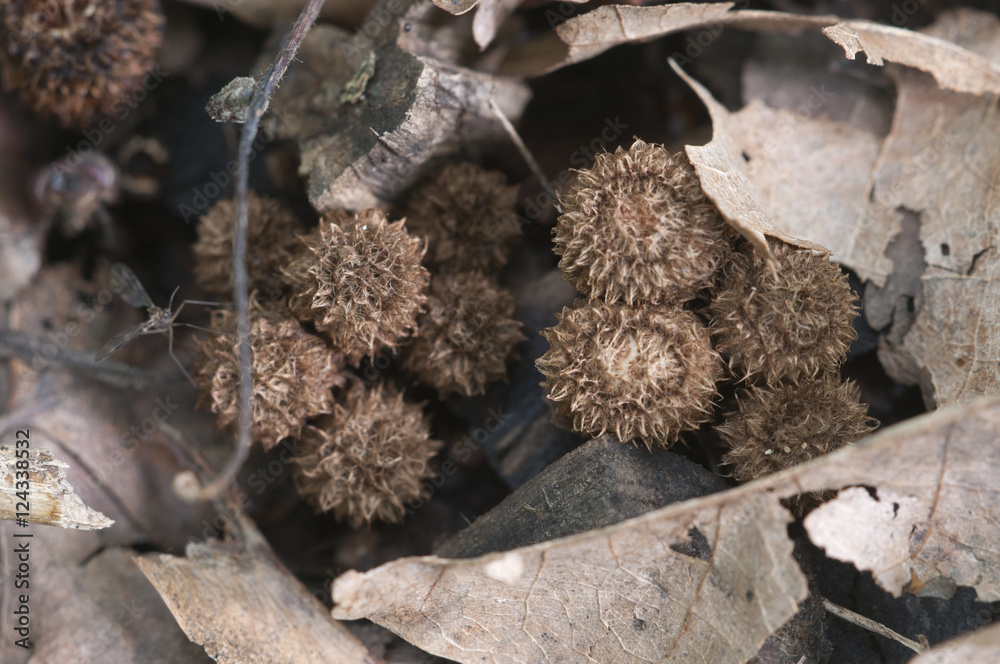 Cyathus striatus Cyathus striatus