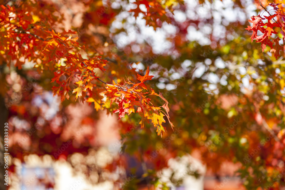 Herbstlaub Herbstlaub