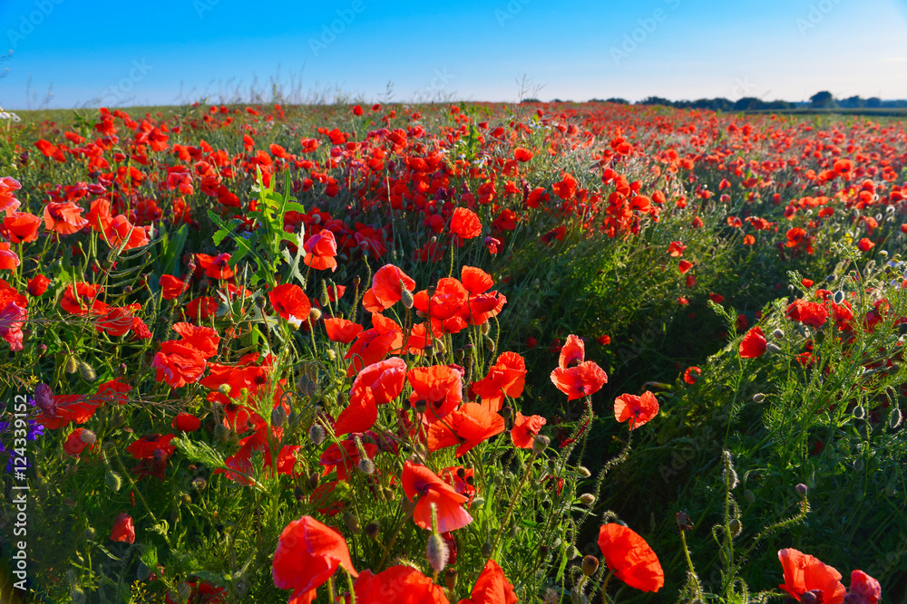 Obraz premium Poppies