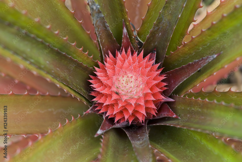 pink pineapple pink pineapple