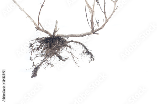 Plant root system photo