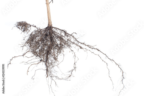 Plant root system