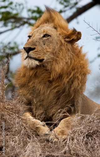Wind blown Male Lion  Sabi Sands Game Reserve  South Africa