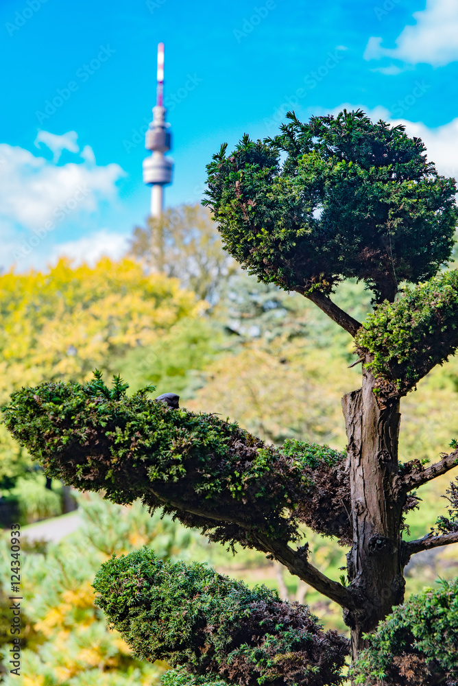 Obraz premium tree with television tower in the park, dortmund