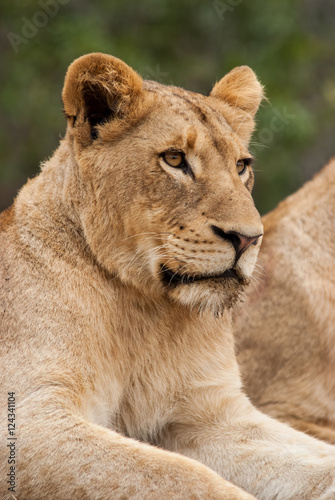 Portrait of lioness  Sabi Sand Game Reserve  South Africa