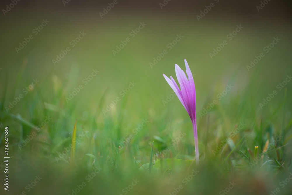 Autumn crocus in the wild (Colchicum autumnale) Autumn crocus in the wild (Colchicum autumnale)