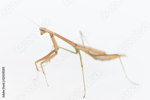 Brown Praying Mantis insect on a white background