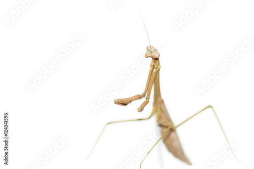 Brown Praying Mantis standing in typical "praying" pose, isolated on white