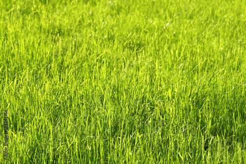 Green sunny grass background