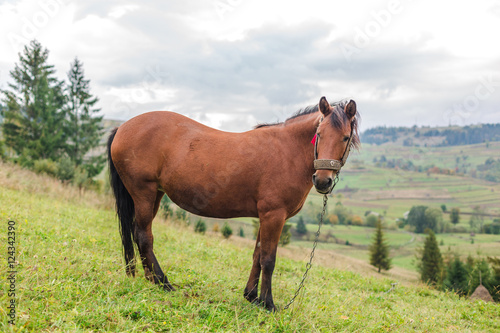 Horse in a pasture in the mountains