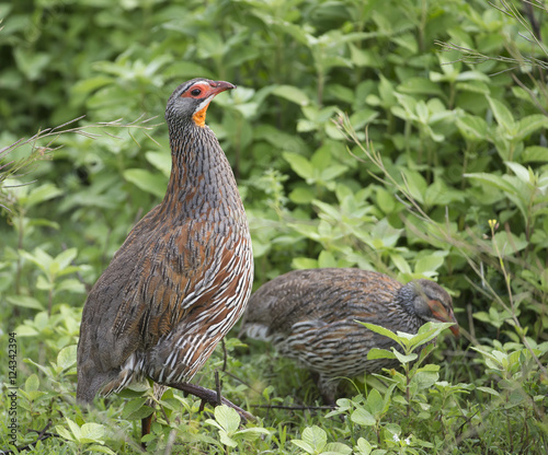 Yellow-necked spurfowl on ground, Tanzania photo