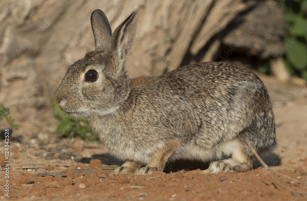 Eastern Cottontail Rabbit at Texas Ranch Eastern Cottontail Rabbit at Texas Ranch