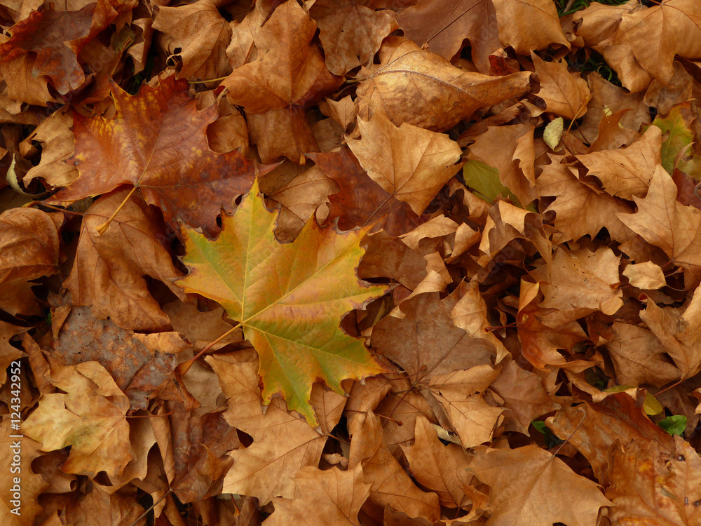 Close up of a mixture of autumn leaves Close up of a mixture of autumn leaves