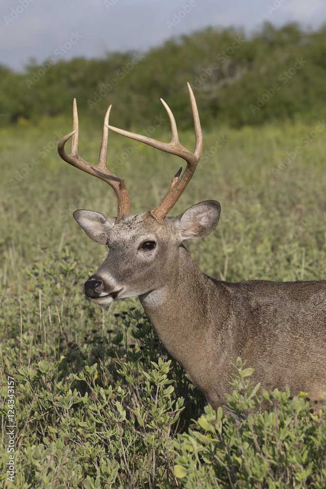 White-tailed Deer Buck in Southern Texas White-tailed Deer Buck in Southern Texas