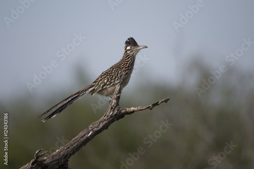 Greater Road Runner on Branch