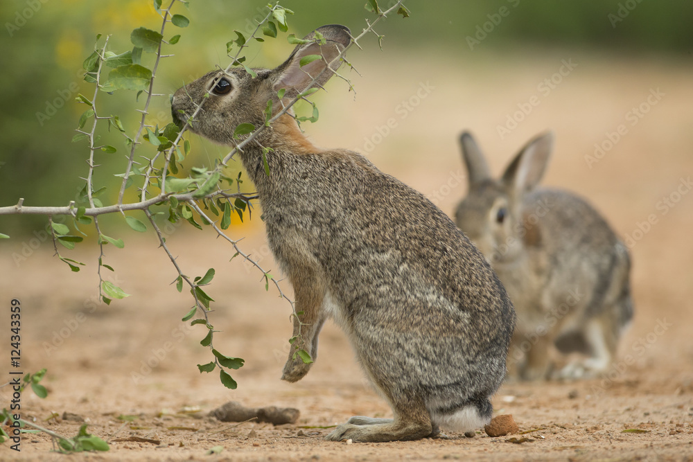 Fototapeta premium Eastern Cottontail Rabbit at Texas Ranch