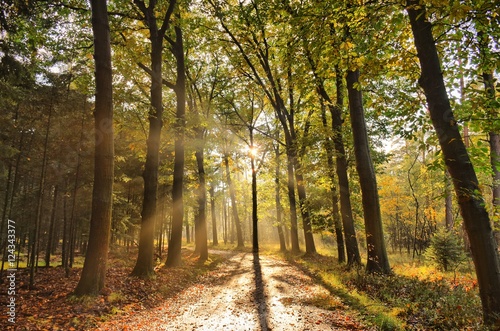 Sunrays of light in autumn forest with path and trees with colourful leaves.  photo