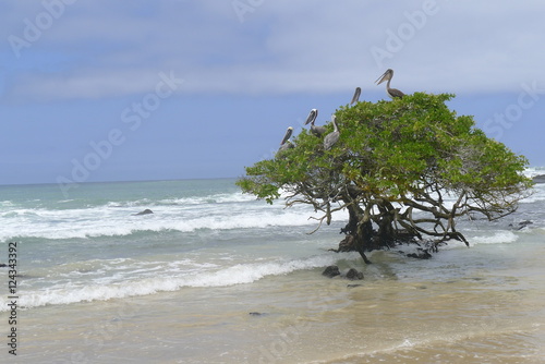 Ecuador, Galapagos Islands, Isabela Island