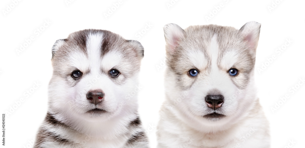 Portrait of two puppies Husky