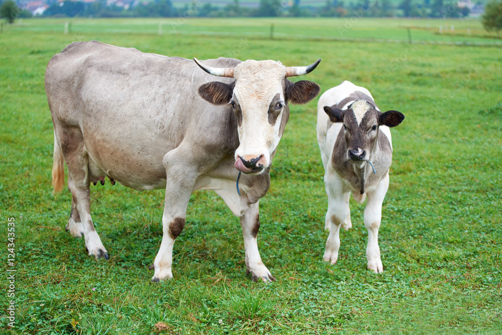Cows grazing on a green field