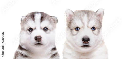 Portrait of two puppies Husky