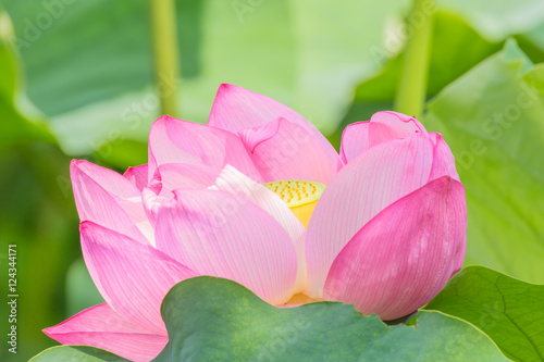 The Lotus Flower.Background is the lotus leaf. photo