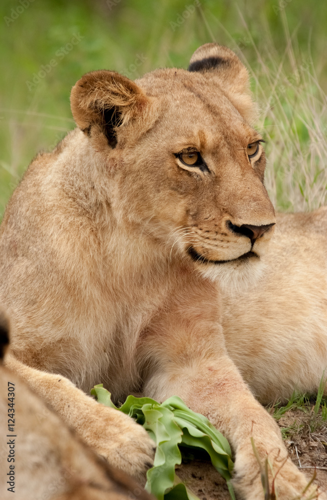 Lioness Portrait, Sabi Sand Game Reserve, South Africa Lioness Portrait, Sabi Sand Game Reserve, South Africa
