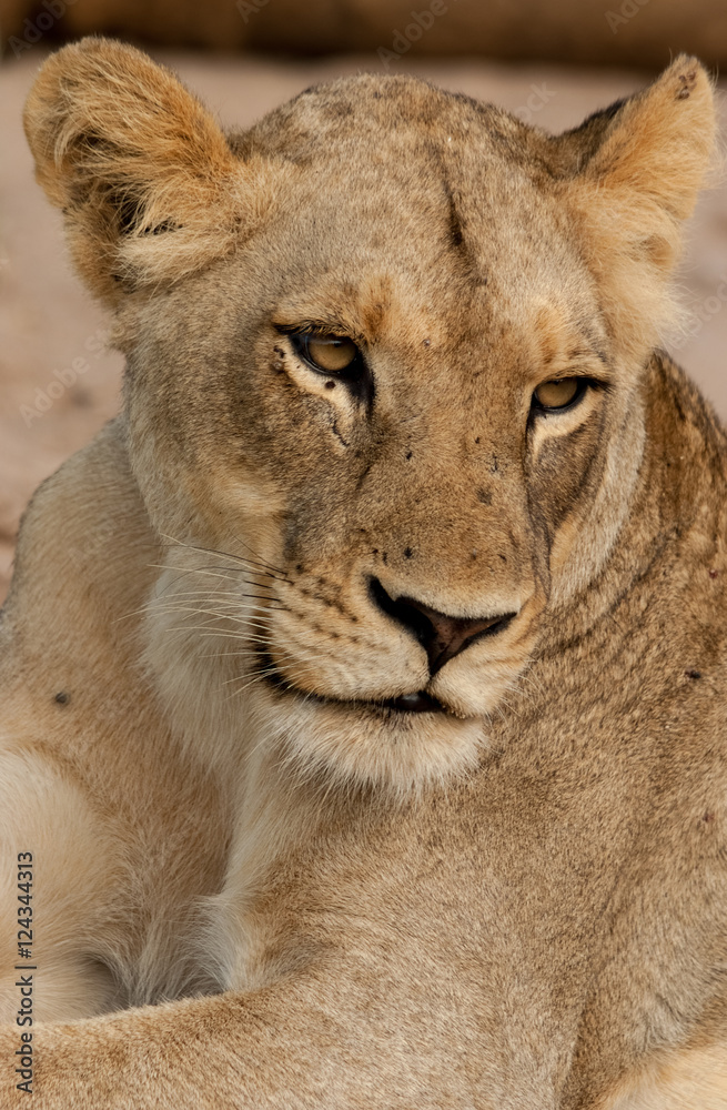 Lioness Portrait, Sabi Sand Game Reserve, South Africa Lioness Portrait, Sabi Sand Game Reserve, South Africa
