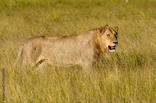 Young male lion in long grass, Sabi Sand Game Reserve, South Africa