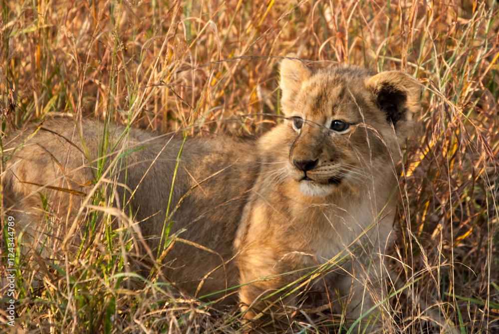 Lion cub in the grass, Sabi Sand Game Reserve, South Africa Lion cub in the grass, Sabi Sand Game Reserve, South Africa