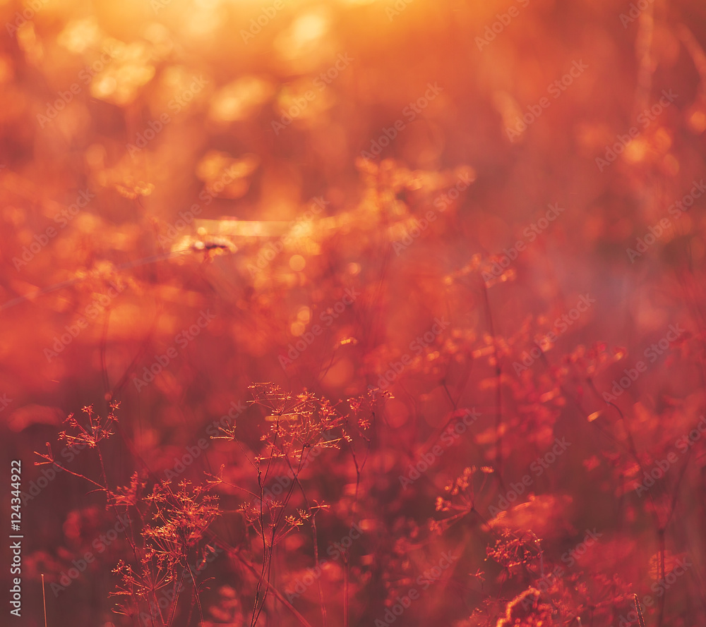 Warm and vibrant autumn background, sun light comming through wi Warm and vibrant autumn background, sun light comming through wi