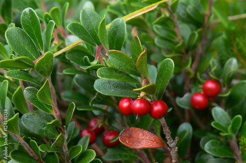 Uva ursina (Arctostaphilos uva-ursi) bacche rosse