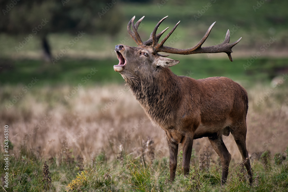 Obraz premium A royal male red deer stag bellowing to make his presence known