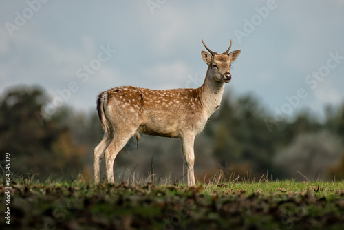 Close up image of a young fallow deer buck, stag, standing and looking alert to the right
