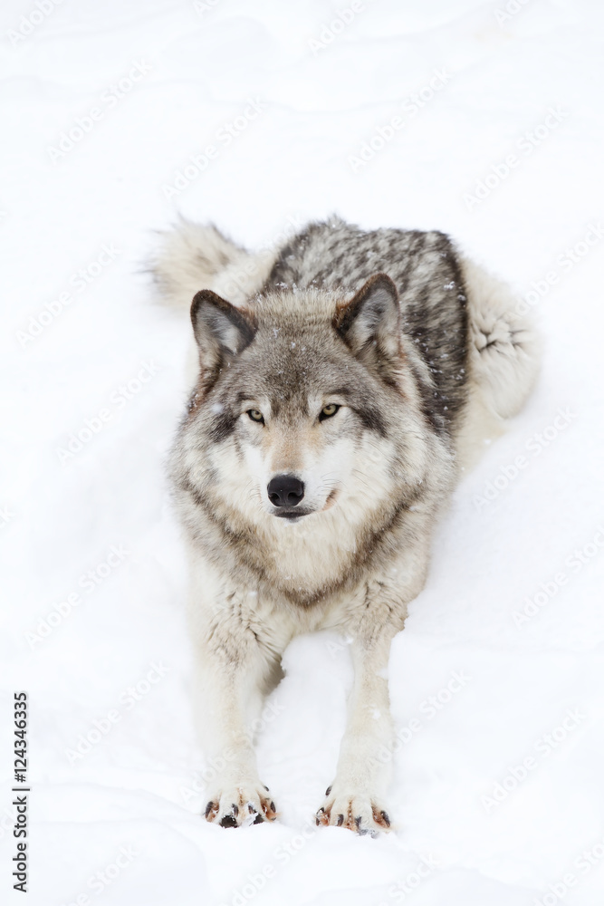 Fototapeta premium A lone Timber wolf or Grey Wolf (Canis lupus) isolated on white background walking in the winter snow in Canada