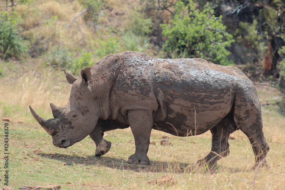 Naklejka premium White rhinoceros covered in mud