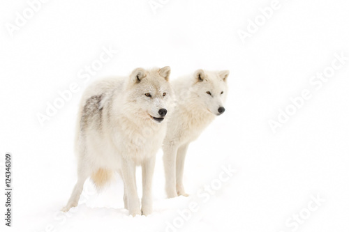 Arctic wolves  Canis lupus arctos  isolated on white background closeup in the winter snow in Canada