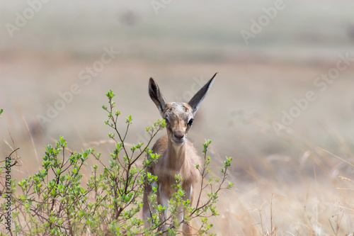 springbok doe